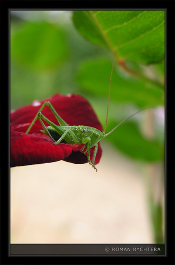 Grasshopper_01.jpg