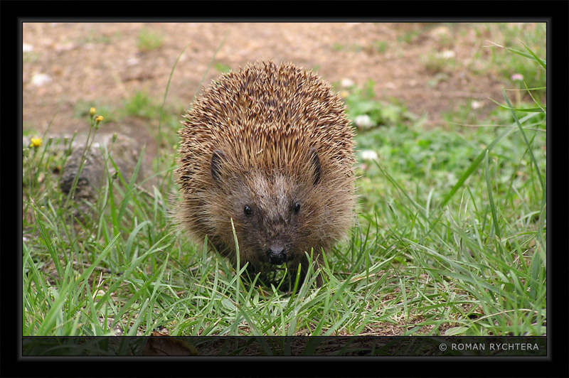 Hedgehog_01.jpg