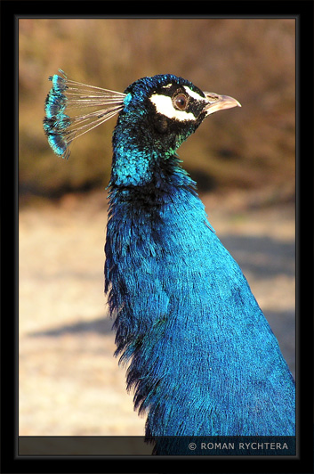 Peacock_02.jpg