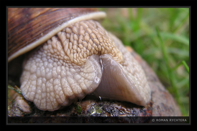 Snail_02.jpg