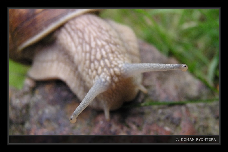 Snail_03.jpg