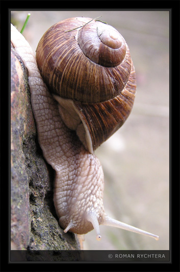 Snail_04.jpg