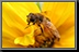 Bee_01.jpg