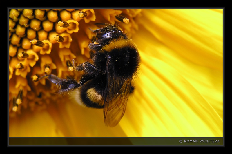 Bumble-Bee_05.jpg