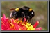 Bumble-Bee_01.jpg