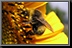 Bumble-Bee_02.jpg