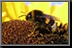 Bumble-Bee_03.jpg