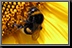 Bumble-Bee_05.jpg