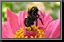 Bumble-Bee_07.jpg