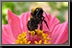 Bumble-Bee_07.jpg