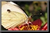 Butterfly_07.jpg