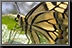 Butterfly_17.jpg