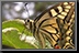 Butterfly_18.jpg