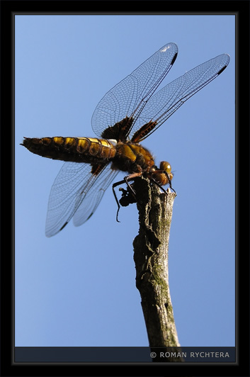 Dragonfly_04.jpg