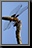 Dragonfly_04.jpg