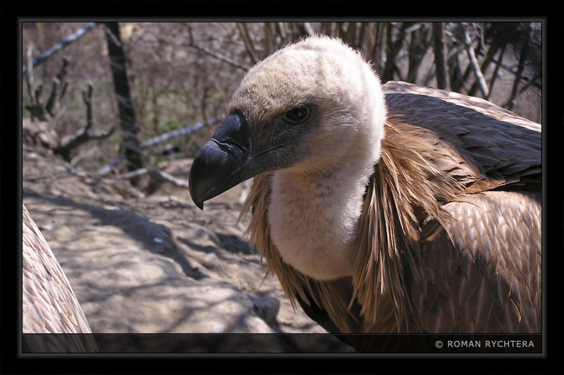 Vulture_01.jpg