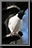 Dove_02.jpg