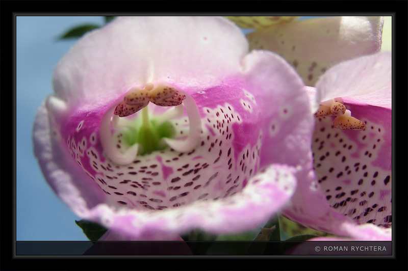 Flower_05.jpg