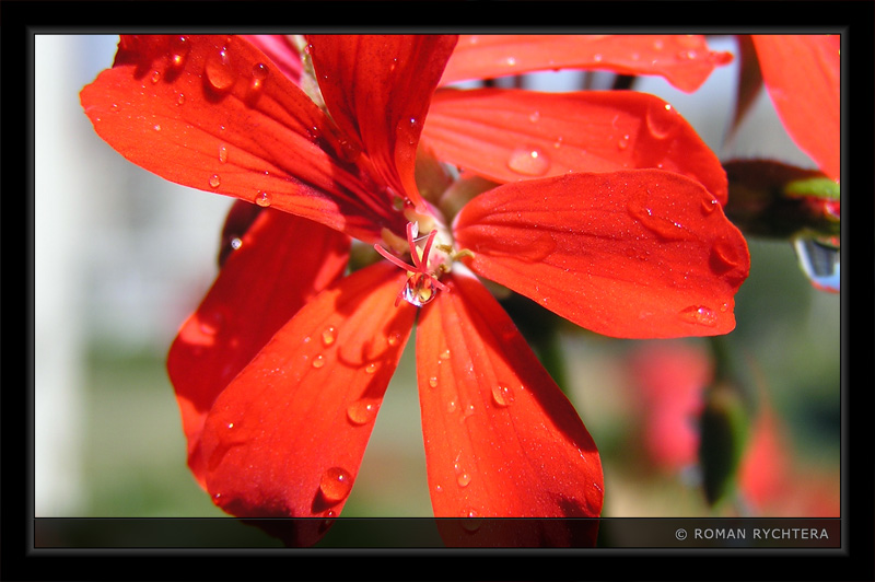 Geranium_05.jpg