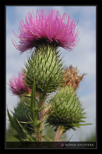 Thistle_01.jpg