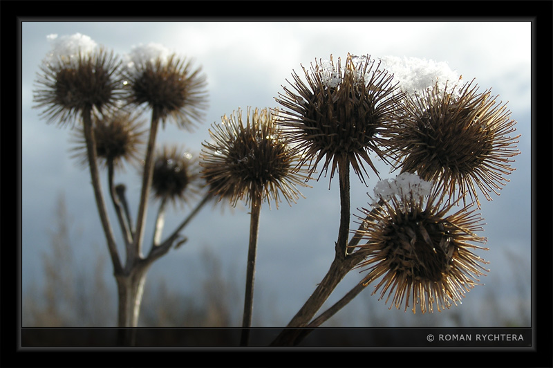 Thistle_02.jpg