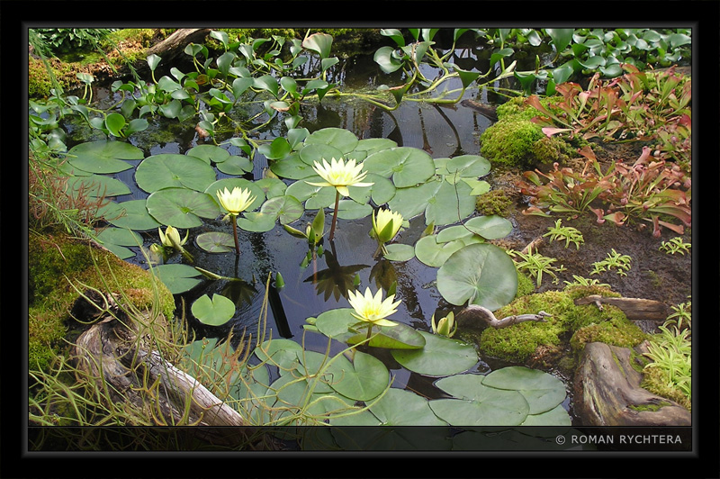 Waterlily_01.jpg