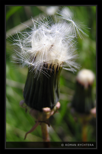 Dandelion_01.jpg