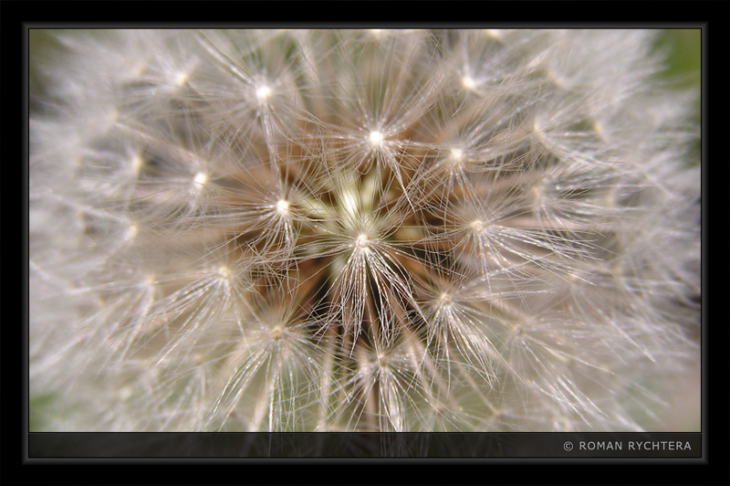 Dandelion_04.jpg