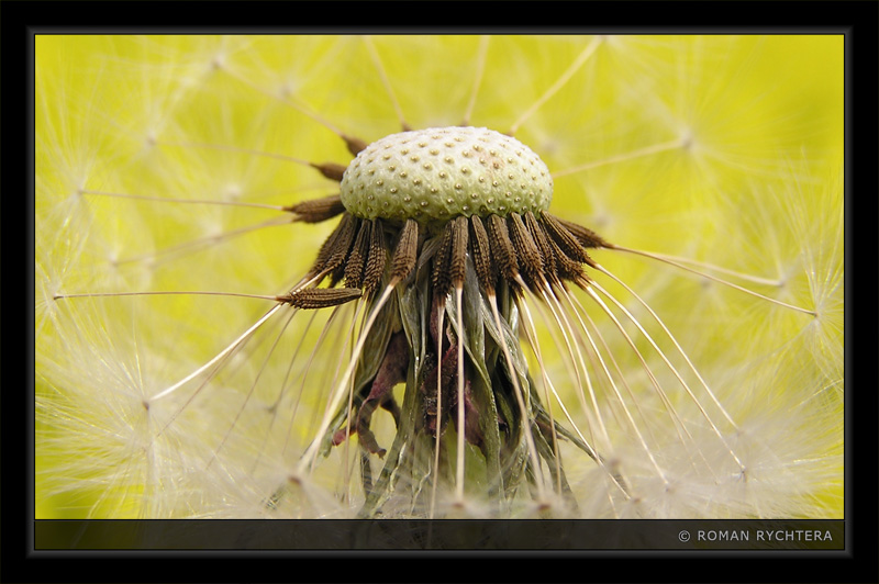 Dandelion_05.jpg