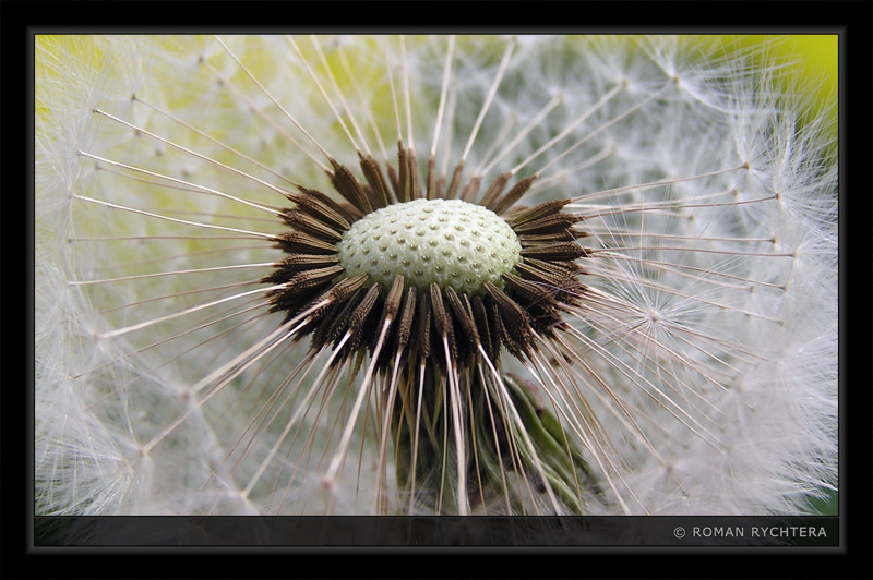Dandelion_06.jpg