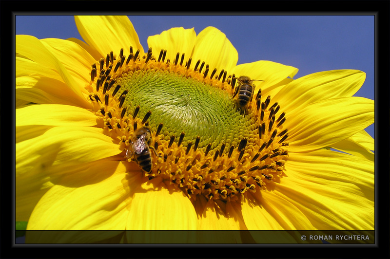 Sunflower_02.jpg