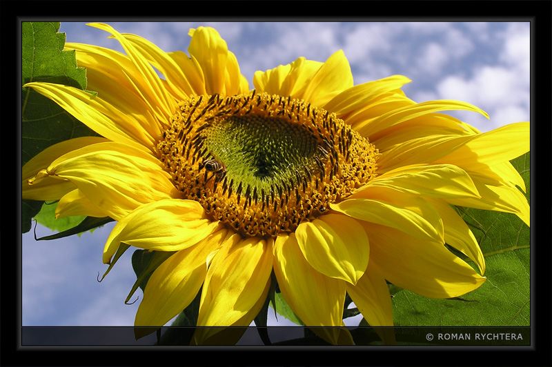 Sunflower_05.jpg