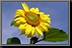 Sunflower_01.jpg