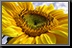 Sunflower_03.jpg