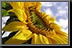 Sunflower_04.jpg