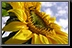 Sunflower_04.jpg