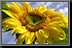 Sunflower_05.jpg