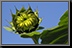 Sunflower_07.jpg