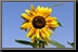 Sunflower_08.jpg