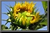 Sunflower_11.jpg