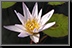 Waterlily_02.jpg