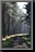 Trees_27.jpg