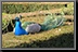 032_Warwick.jpg