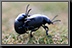 039_Beatle.jpg