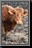 077_Cow.jpg