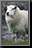 105_Sheep.jpg