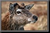 067_Deer.jpg