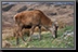 068_Deer.jpg